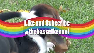 Miniature Basset Hound  Breed 101