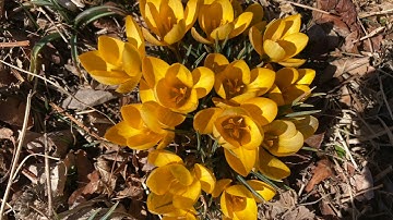 Spring Song German Folk Tune | Harp | Elizabeth Brosha