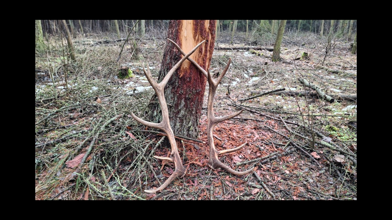 Zrzuty jeleni 2026. Sezon rozpoczęty świeżą parą 12-staka.