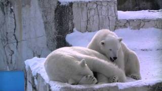 遊び疲れて母の元へ行くこぐま~Polar Bear mother and cub sleep together