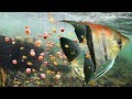 When Angelfish Laying To 300 Eggs- Story Animal Giving Birth