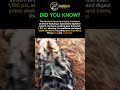 Spotted Hyena: Power Behind the Laugh 🐾 #apexpredator #wildlife #predatorlore #animals