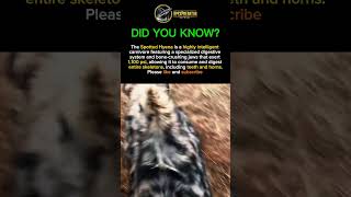 Spotted Hyena: Power Behind the Laugh 🐾 #apexpredator #wildlife #predatorlore #animals