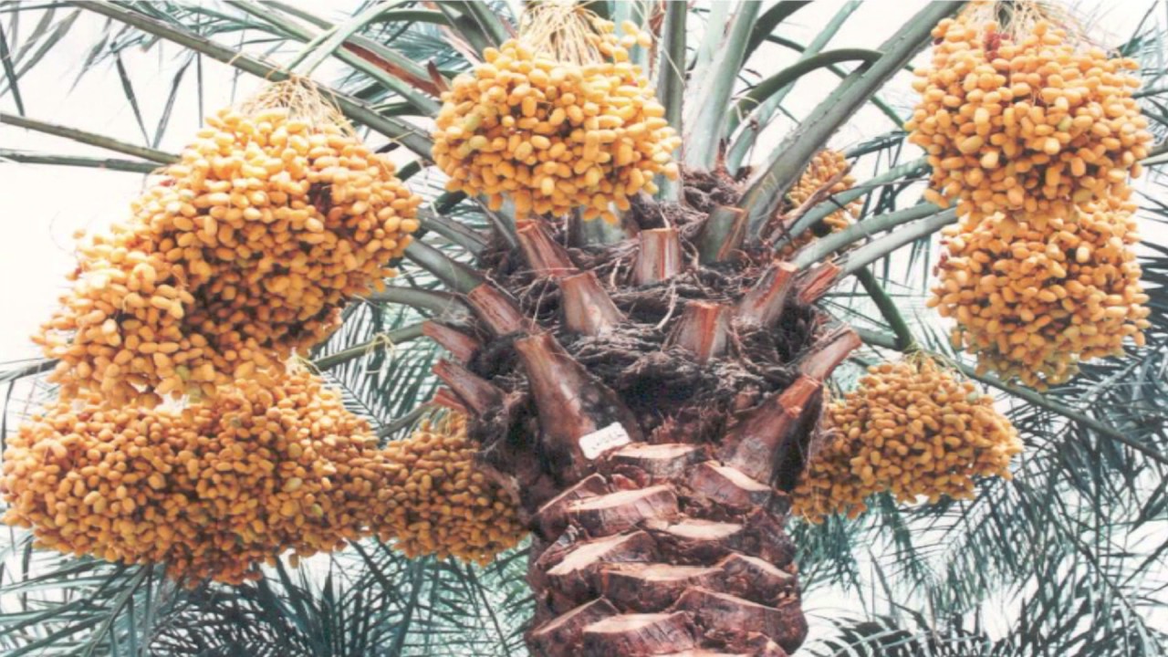 السماد المفضل لتسميد النخيل. محمد هلال.