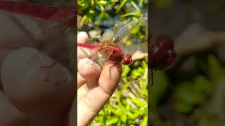 Download Lagu #serangga #capung #papatong MP3