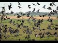 Chasse en argentine  pigeons au poste et passe aux canards