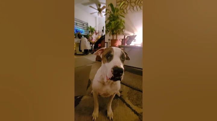Clyde the American Bulldog Loves Eating In Slow MO
