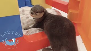 Powerful Otter Children Got a Castle