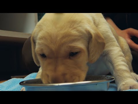 예비 안내견들 이유식 먹는 <strong>ASMR</strong> | <strong>ASMR</strong> for Baby <strong>guide</strong> dogs try their first baby food