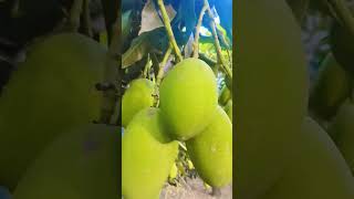 bagon fir jhule pad gaye #song #vairal