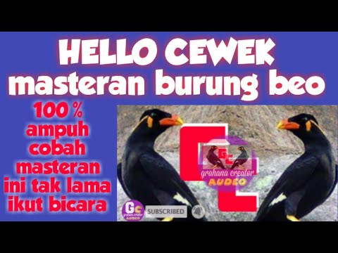 Masteran burung beo_ful satu kata_paket