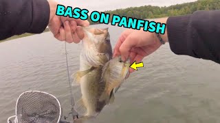 Fishing Show ''Bass on Panfish''