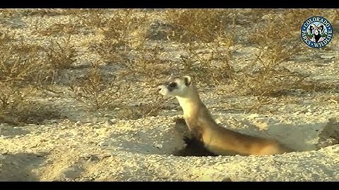 Black Footed Ferret Release