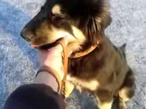 Бурят-монгольская собака. Хотошо/БМВ Лапка