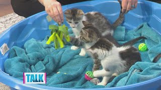 Animal Friends provides tips for future pet owners amid kitten season