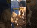 Sheep trimmer Advance #machine #trimmer #shorts
