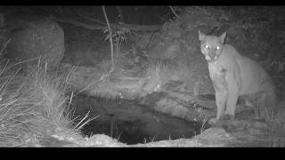 Scarlip the mountain lion visits he bear wallow