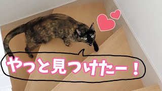 ママを発見しただけで大喜びしてくれるサビ猫