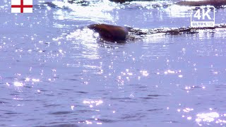 4K Beach Background | Crosby Beach | Relaxing Ambient Wallpaper | 420 screenshot 3