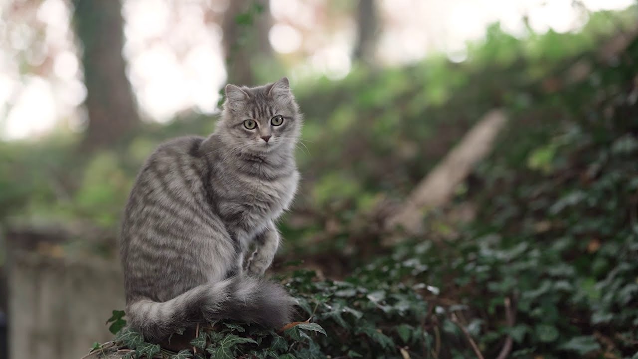 Gibellini/Corini/Maniscalco | THE BOY NEXT DOOR | BACKSTAGE