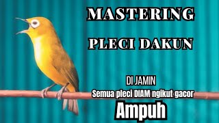MASTERING PLECI GACOR  ISIAN WITTER untuk PANCINGAN pleci PROSPEKAN jadi NEMBAK !! Auto BUKPAR.