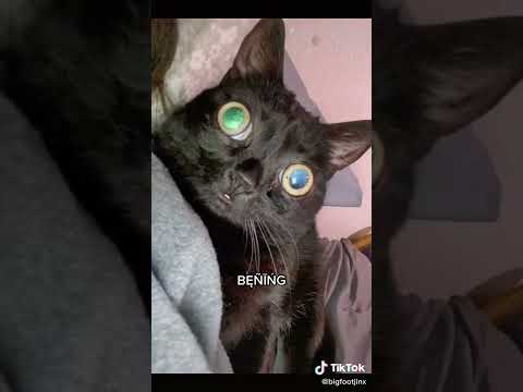 jinx accent challenge