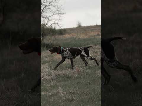 Video: Hunting with kurtshaar: description of the breed, education, training