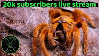 20K Subscribers Live Stream Event! News