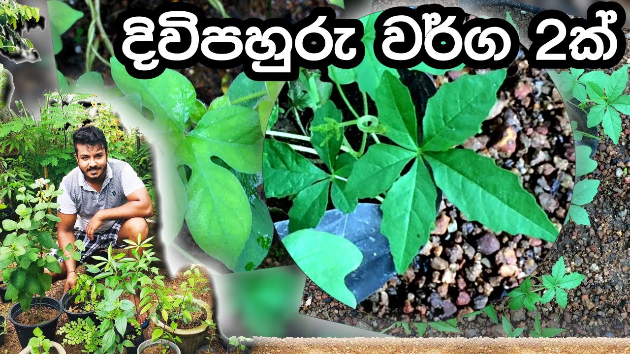 දිවිපහුරු වර්ග 2ක්, බලන්න මේ වර්ගය කොහේදී හරි දැකලා තියේද කියලා Diwipahuru Plant Sinhala YouTube