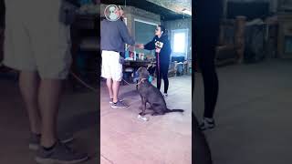 AKC STAR PUPPY GRADUATION