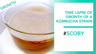 Timelapse de croissance du Scoby