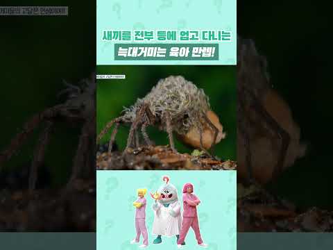새끼들을 전부 <strong>등에</strong> 업고 다니는  #늑대거미 🕷️ #shorts