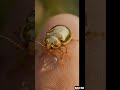 Golden Tortoise Beetle Close-Up 🔥 #GoldenBeetle #TortoiseBeetle #MacroLens #Insects