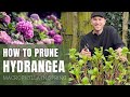 3 ways to prune hydrangea macrophylla i perennial garden