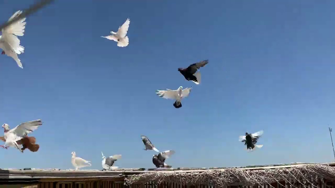 فتحت حمامً جديد الحلس ضاع😳الحلقه(9)