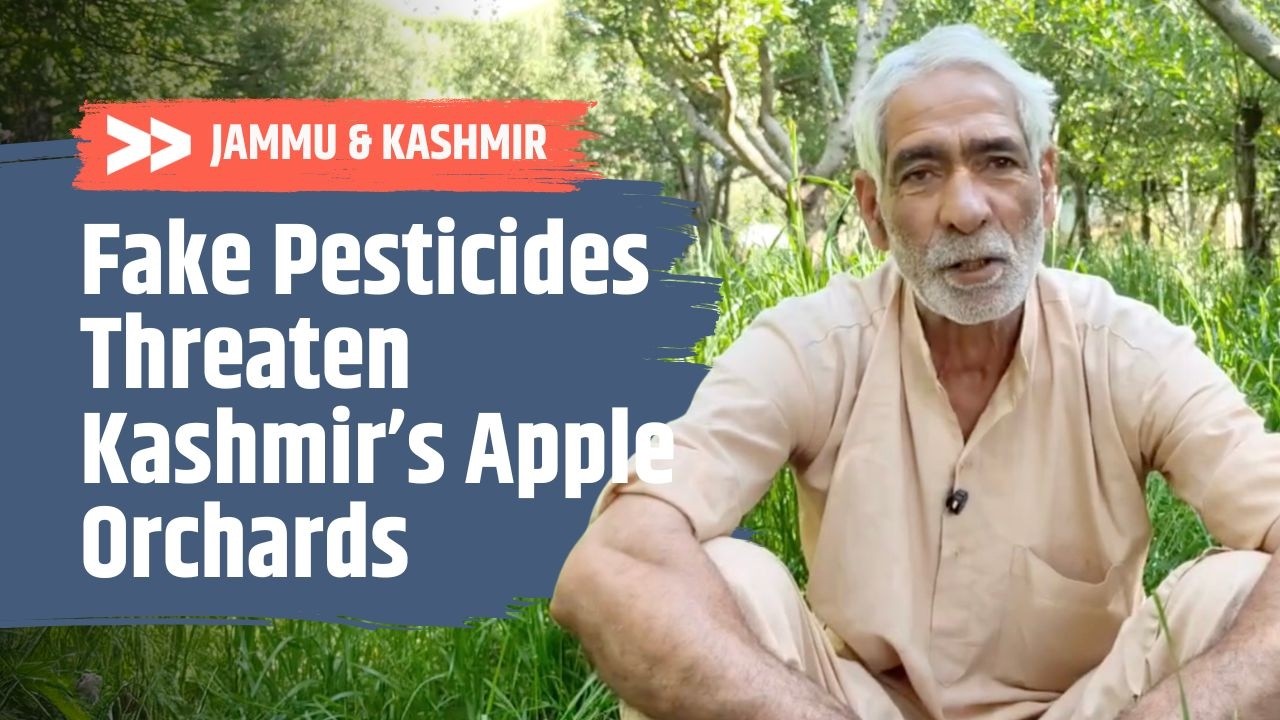 Fake Pesticides Threaten Kashmir’s Apple Orchards