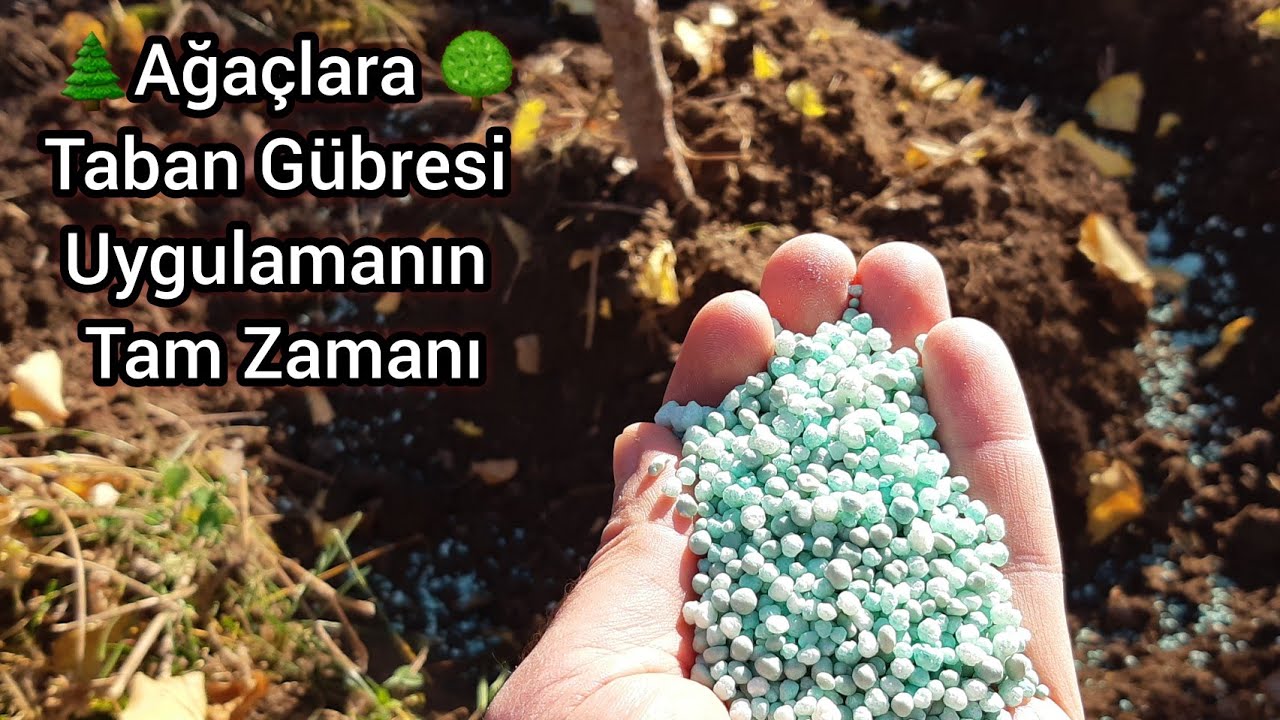 Hemen Uygulayın🔞Bir Avuç Gübre Ağaç Ve Bitkileri Coşturdu🌲Özel Taban Gübresi🌳En Doğru Ağaç Gübresi🚜🌿