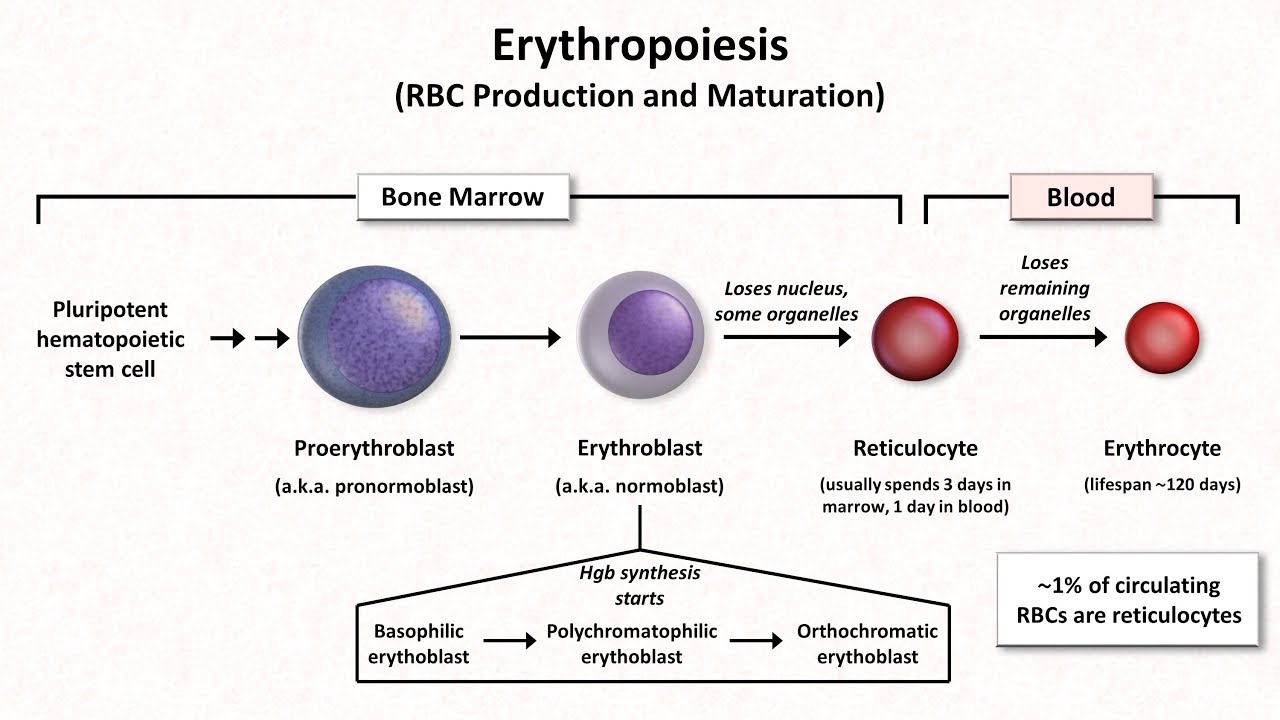 RBC (Including erythropoiesis) - YouTube