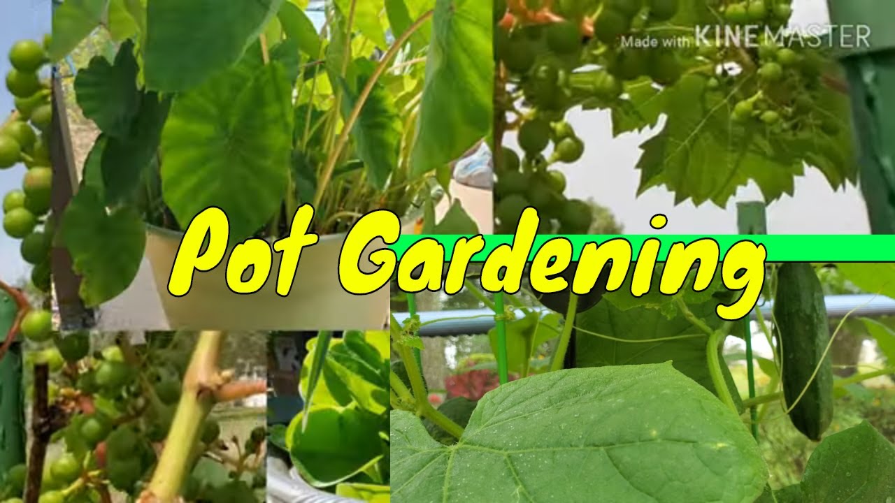 Tips in Growing Cucumber & Other Plants in a Pot/Container
