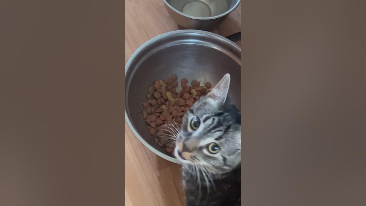 cat-eats-dog-food-youtube