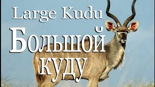 Большой куду — Large kudu Большой куду — Large kudu