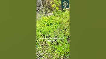 cara minta pertolongan kepada Allah:Kh Saiful Karim