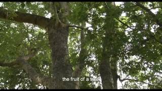 DOXA 2015 Trailer - Paradise