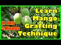 How to Graft a Mango Tree Step by Step | Best Mango Grafting Technique For Beginners