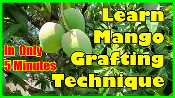 How to Graft a Mango Tree Step by Step | Best Mango Grafting Technique for More Fruit