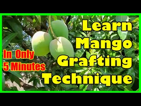 Video: Mango Tree Problemer - Ingen Mango Fruit On Tree