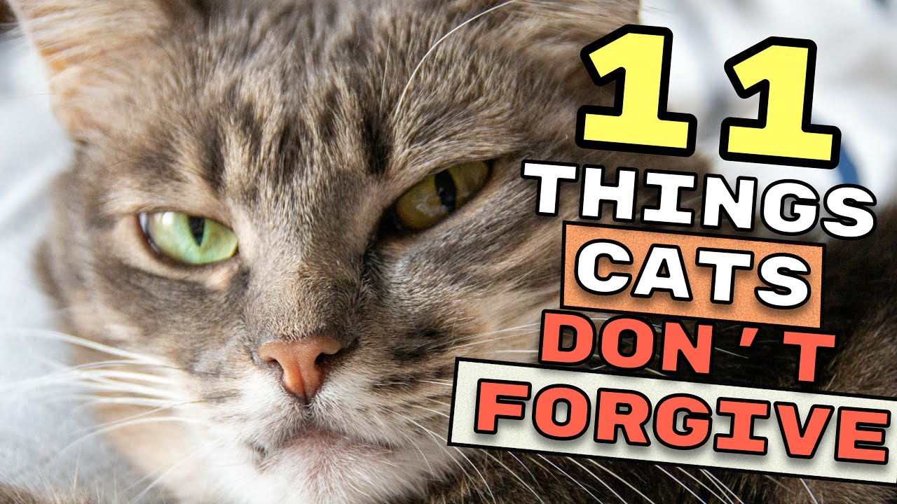 11 Things Cats Don’t Forgive — Do These Instead (Before It’s Too Late)