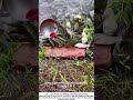 Feeding Frenzy – Tossing Red Bait to a Hungry Fish Swarm 🌊🐟