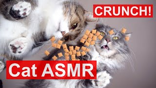 Mukbang Cats eating crunchy treats (Dreamies snacks) funny Cat ASMR sound