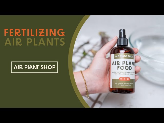 Fertilizing Air Plants | Tillandsia Care Tips by Air Plant Shop